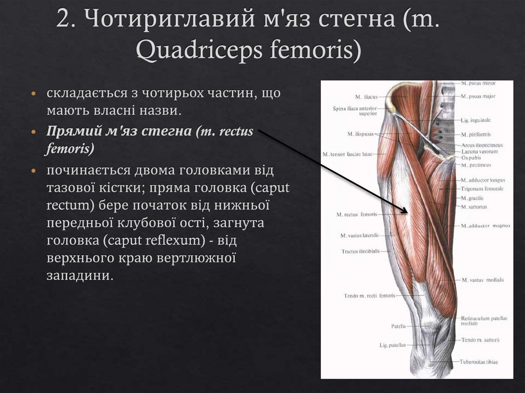 2. Чотириглавий м'яз стегна (m. Quadriceps femoris)