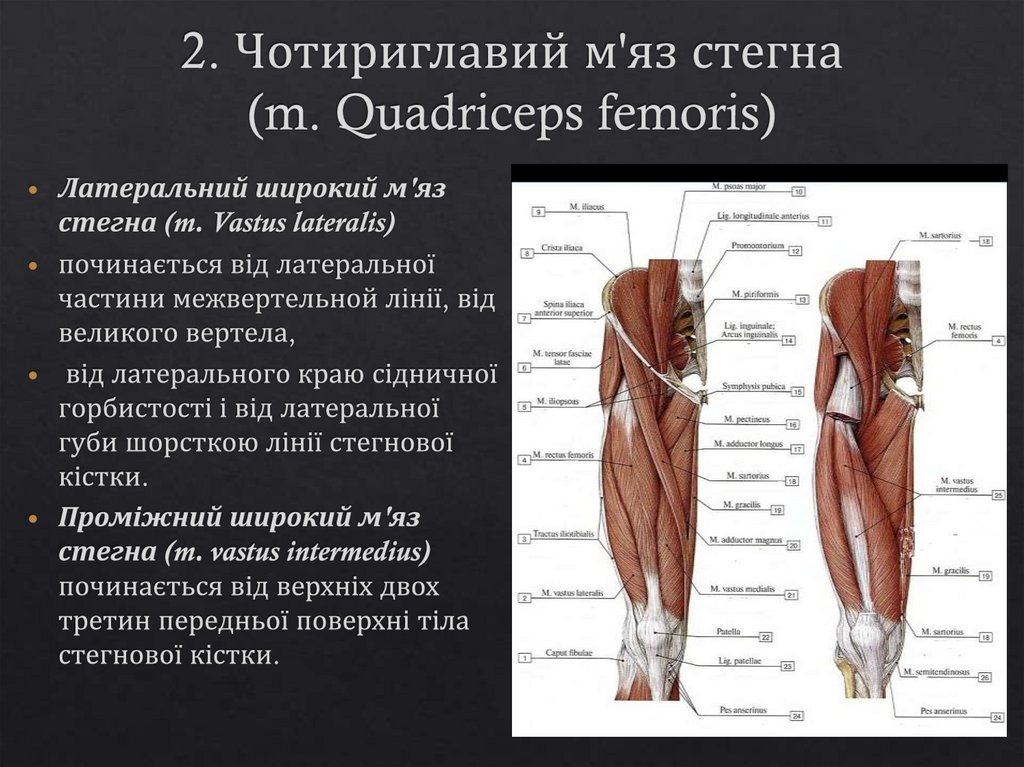 2. Чотириглавий м'яз стегна (m. Quadriceps femoris)