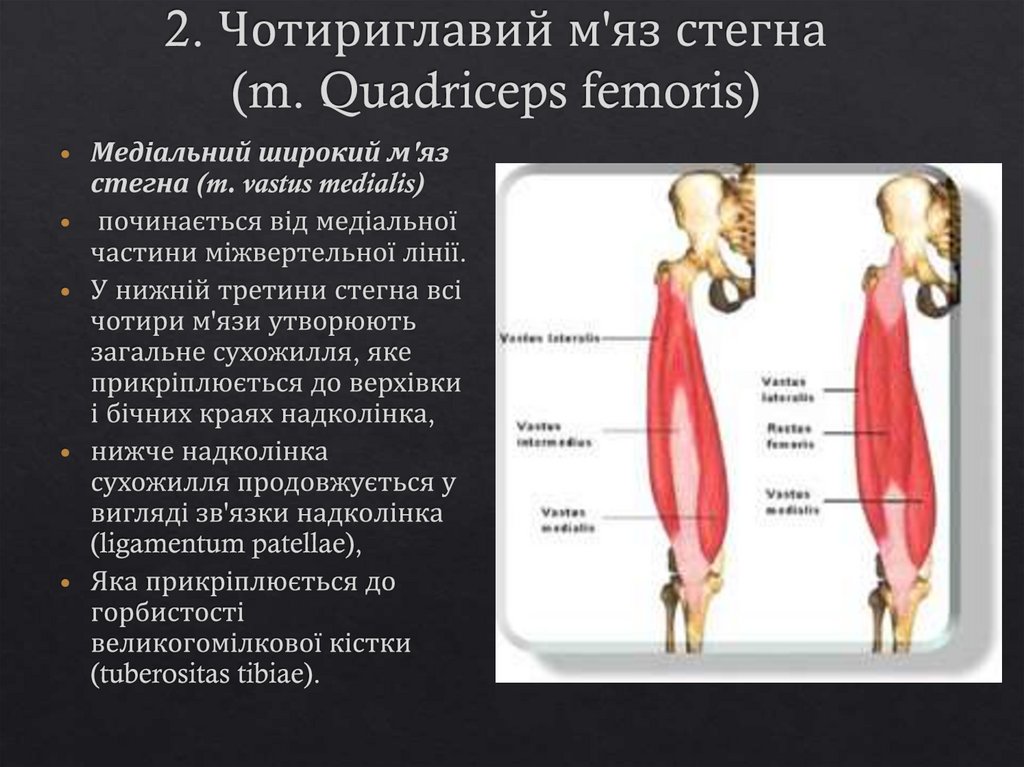 2. Чотириглавий м'яз стегна (m. Quadriceps femoris)