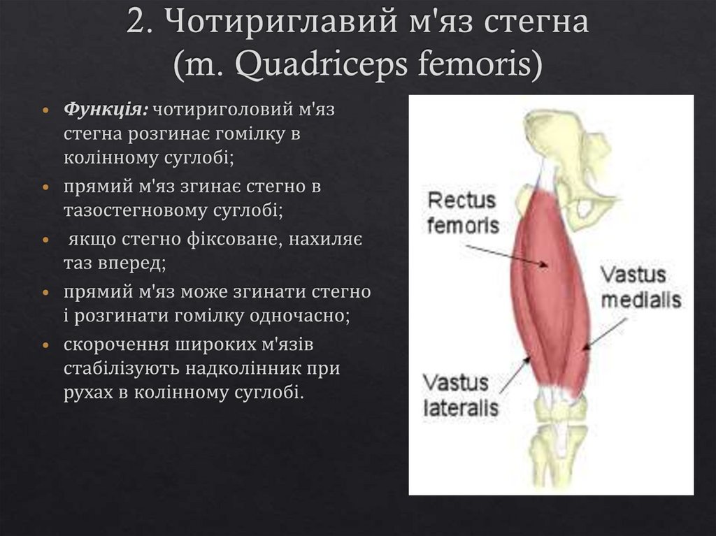 2. Чотириглавий м'яз стегна (m. Quadriceps femoris)