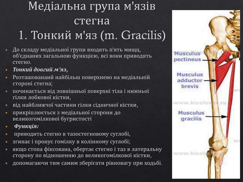 Медіальна група м'язів стегна 1. Тонкий м'яз (m. Gracilis)