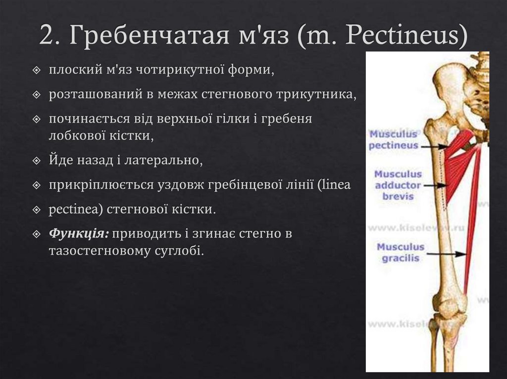 2. Гребенчатая м'яз (m. Pectineus)