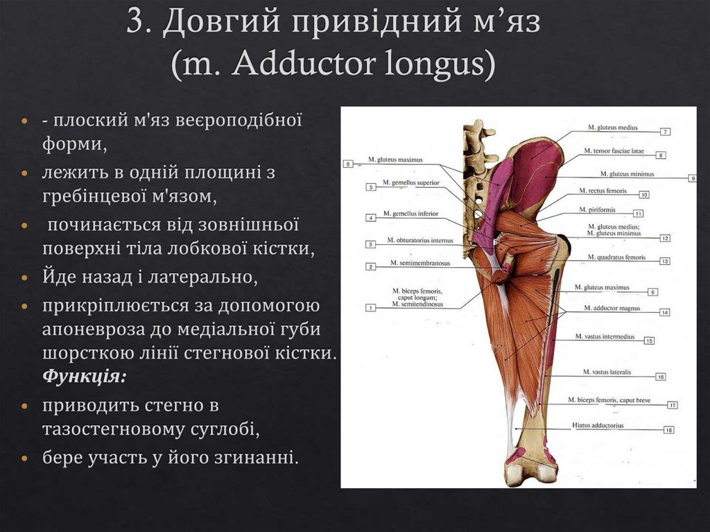 3. Довгий привідний м’яз (m. Adductor longus)