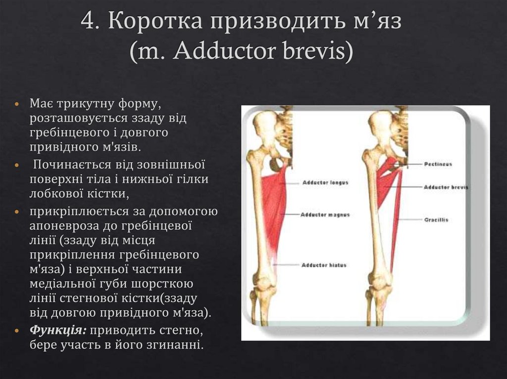 4. Коротка призводить м’яз (m. Adductor brevis)
