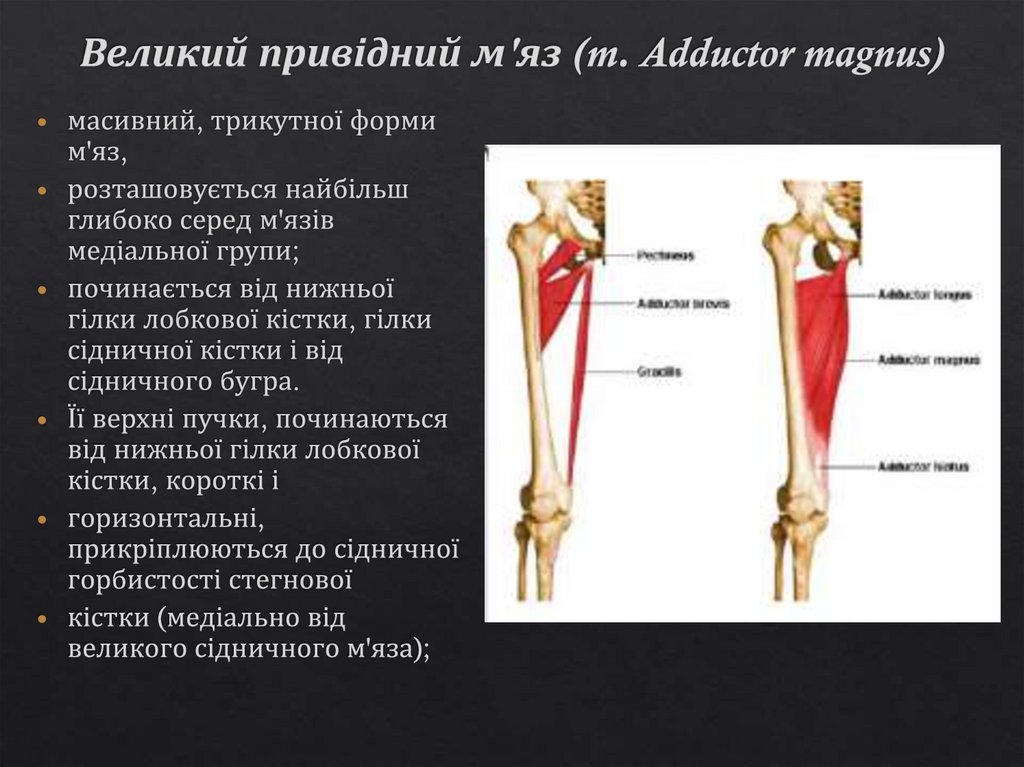 Великий привідний м'яз (m. Adductor magnus)