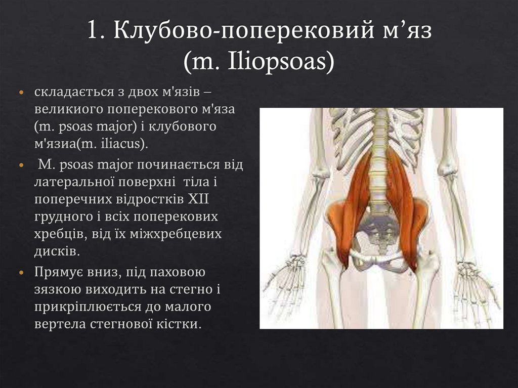 1. Клубово-поперековий м’яз (m. Iliopsoas)