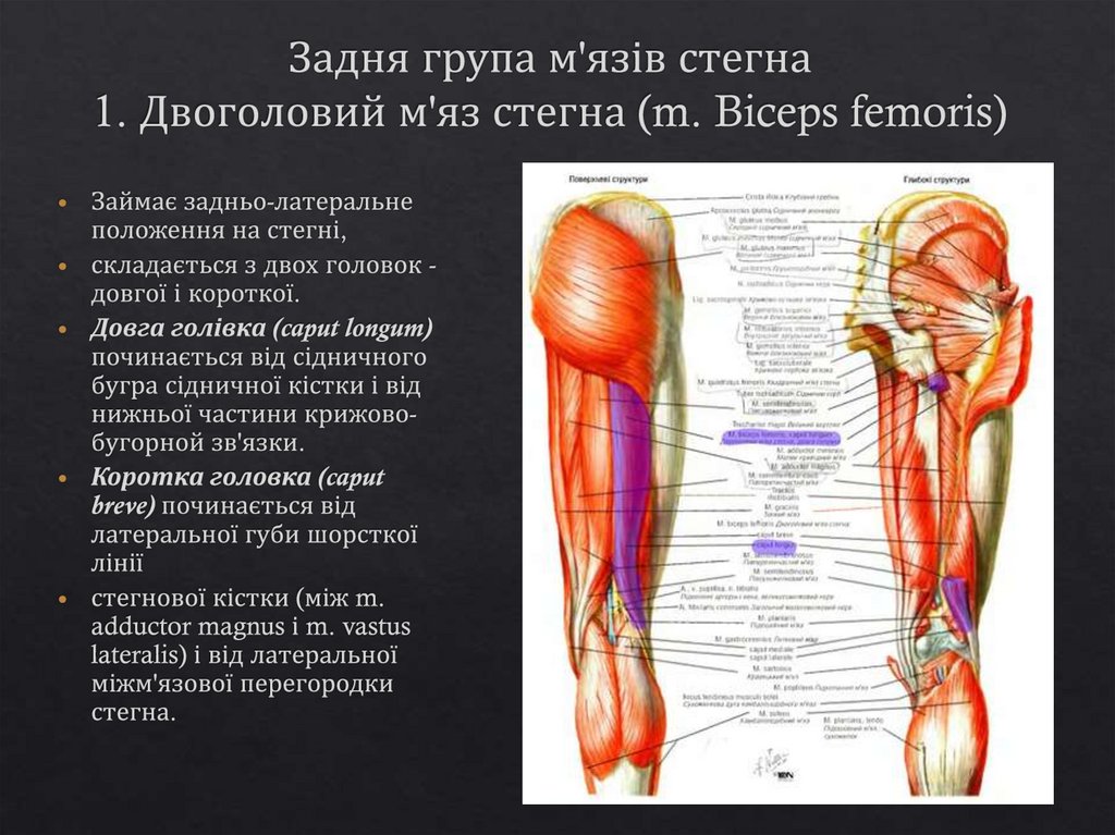 Задня група м'язів стегна 1. Двоголовий м'яз стегна (m. Biceps femoris)