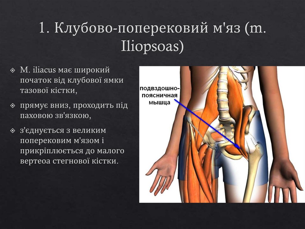 1. Клубово-поперековий м'яз (m. Iliopsoas)