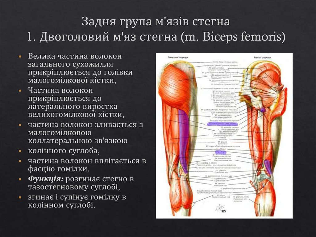 Задня група м'язів стегна 1. Двоголовий м'яз стегна (m. Biceps femoris)