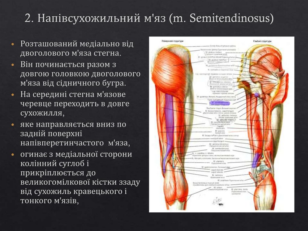 2. Напівсухожильний м'яз (m. Semitendinosus)