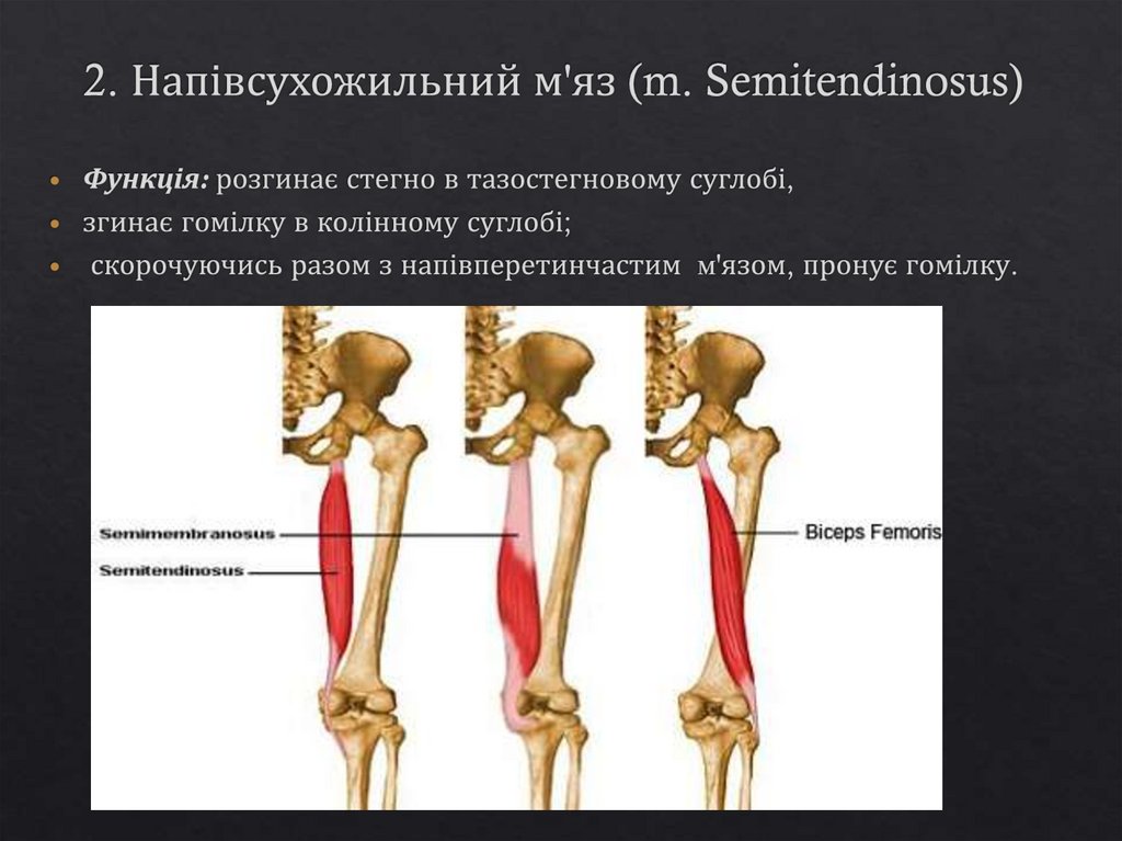 2. Напівсухожильний м'яз (m. Semitendinosus)