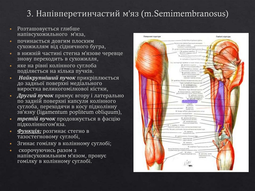 3. Напівперетинчастий м'яз (m.Semimembranosus)