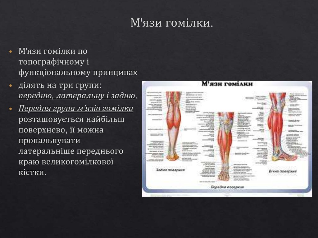 М'язи гомілки.