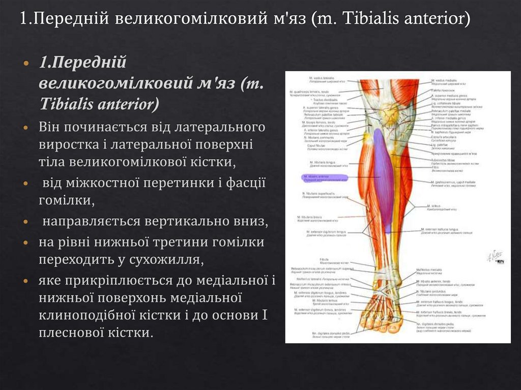 1.Передній великогомілковий м'яз (m. Tibialis anterior)