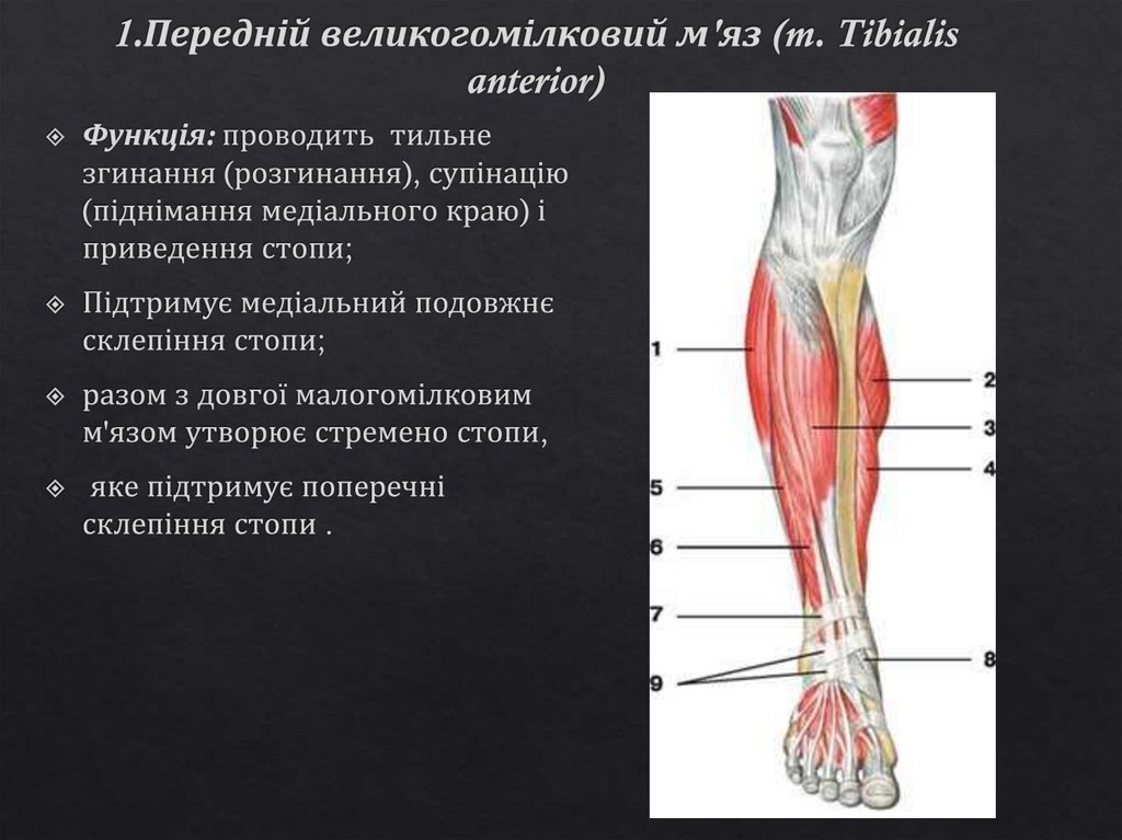 1.Передній великогомілковий м'яз (m. Tibialis anterior)