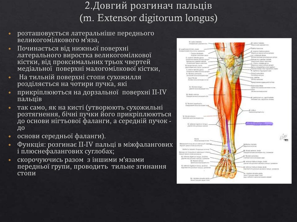 2.Довгий розгинач пальців (m. Extensor digitorum longus)