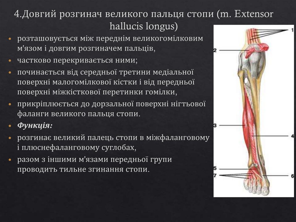 4.Довгий розгинач великого пальця стопи (m. Extensor hallucis longus)