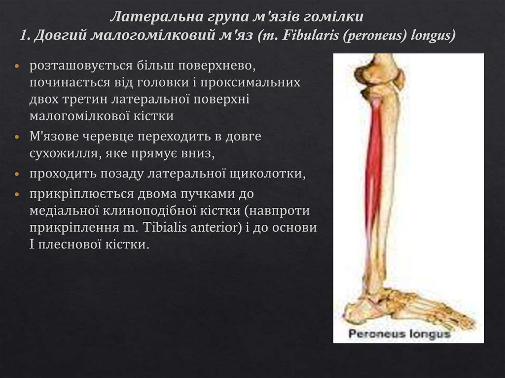 Латеральна група м'язів гомілки 1. Довгий малогомілковий м'яз (m. Fibularis (peroneus) longus)