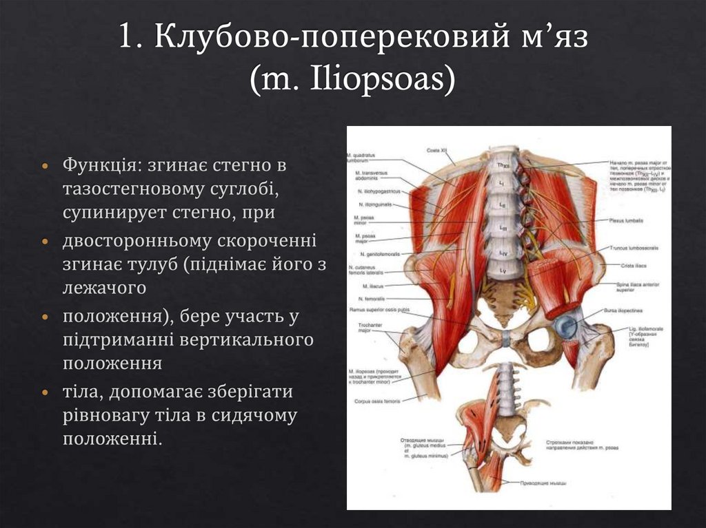 1. Клубово-поперековий м’яз (m. Iliopsoas)