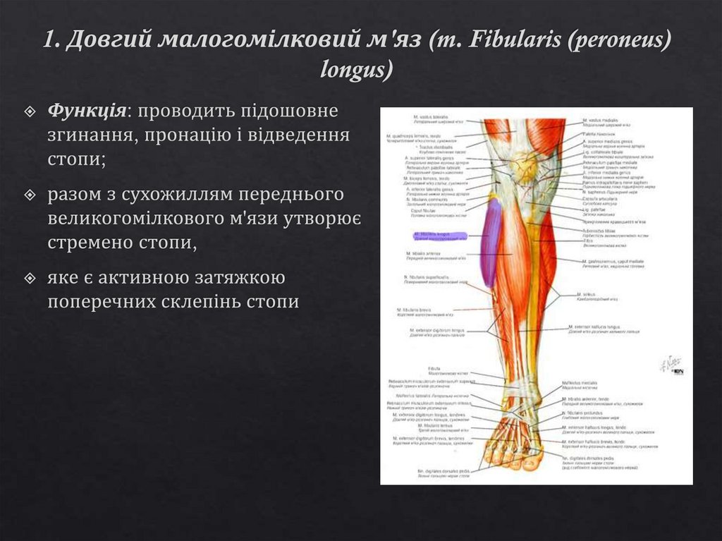 1. Довгий малогомілковий м'яз (m. Fibularis (peroneus) longus)