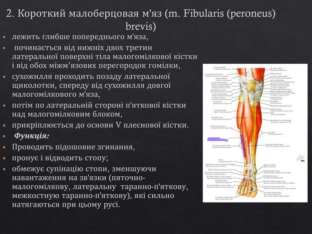 2. Короткий малоберцовая м'яз (m. Fibularis (peroneus) brevis)