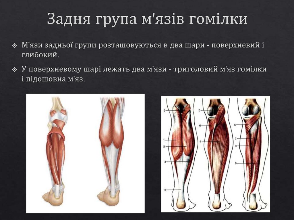 Задня група м'язів гомілки