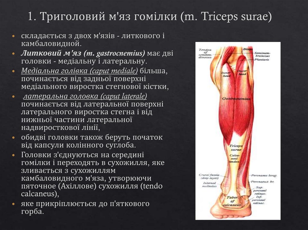 1. Триголовий м'яз гомілки (m. Triceps surae)