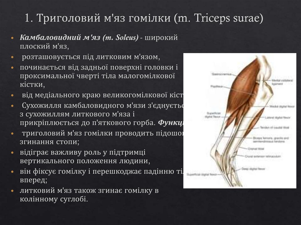 1. Триголовий м'яз гомілки (m. Triceps surae)