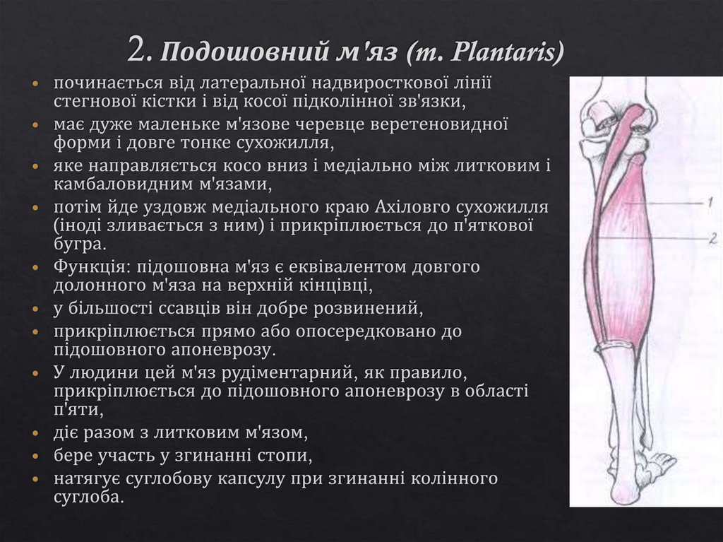 2. Подошовний м'яз (m. Plantaris)