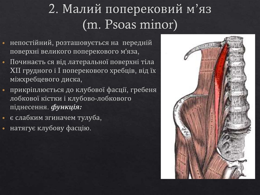 2. Малий поперековий м’яз (m. Psoas minor)