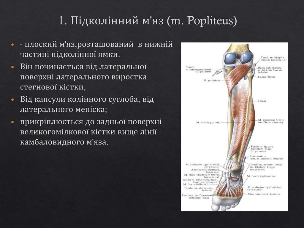 1. Підколінний м'яз (m. Popliteus)