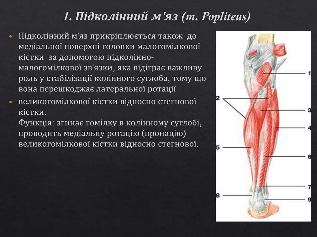 1. Підколінний м'яз (m. Popliteus)