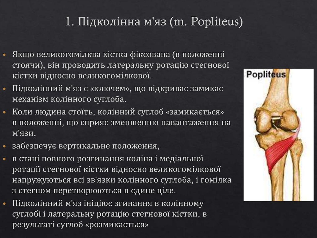 1. Підколінна м'яз (m. Popliteus)