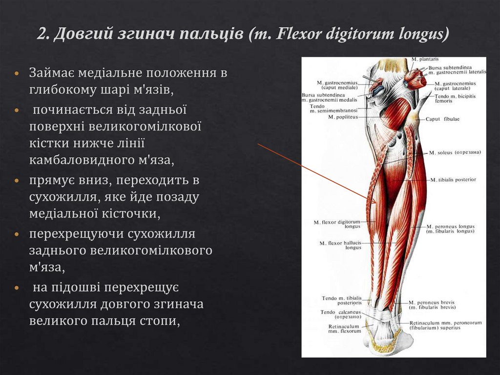 2. Довгий згинач пальців (m. Flexor digitorum longus)