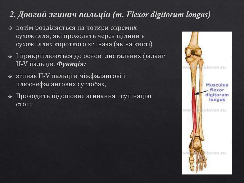 2. Довгий згинач пальців (m. Flexor digitorum longus)