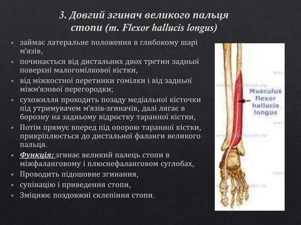 3. Довгий згинач великого пальця стопи (m. Flexor hallucis longus)