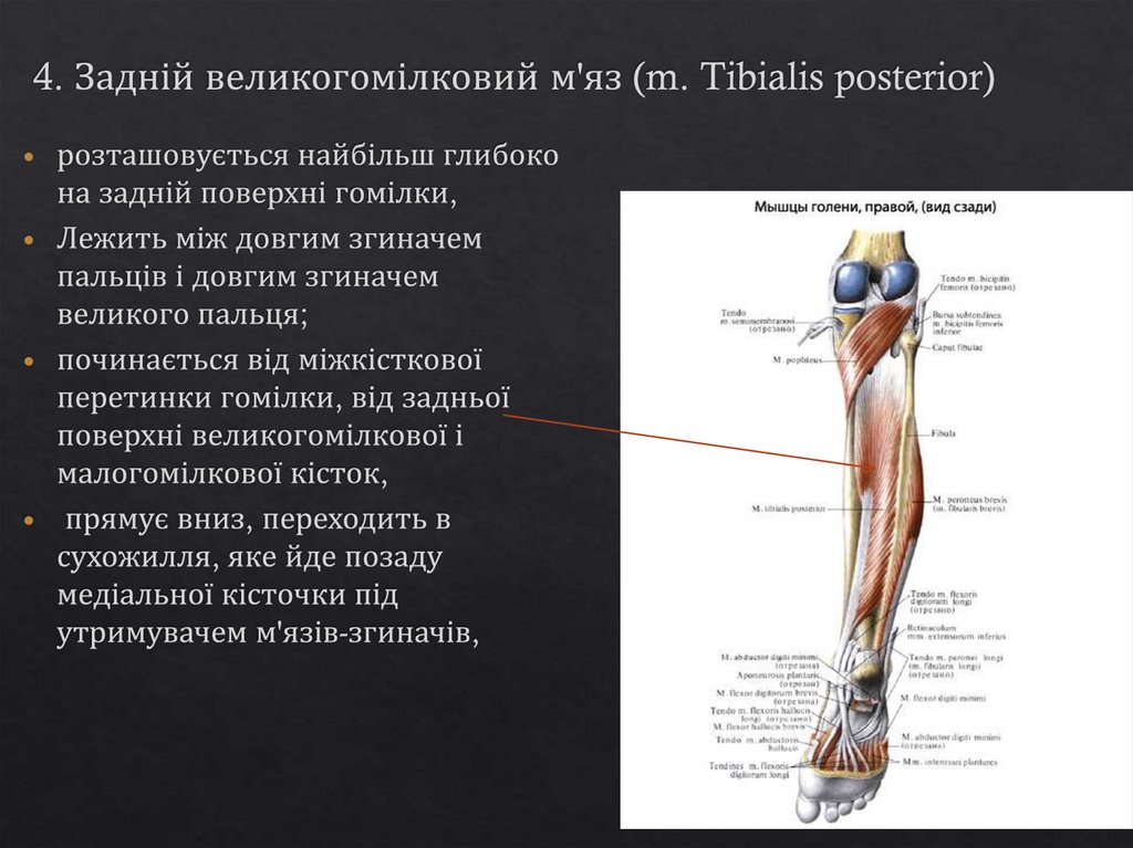 4. Задній великогомілковий м'яз (m. Tibialis posterior)