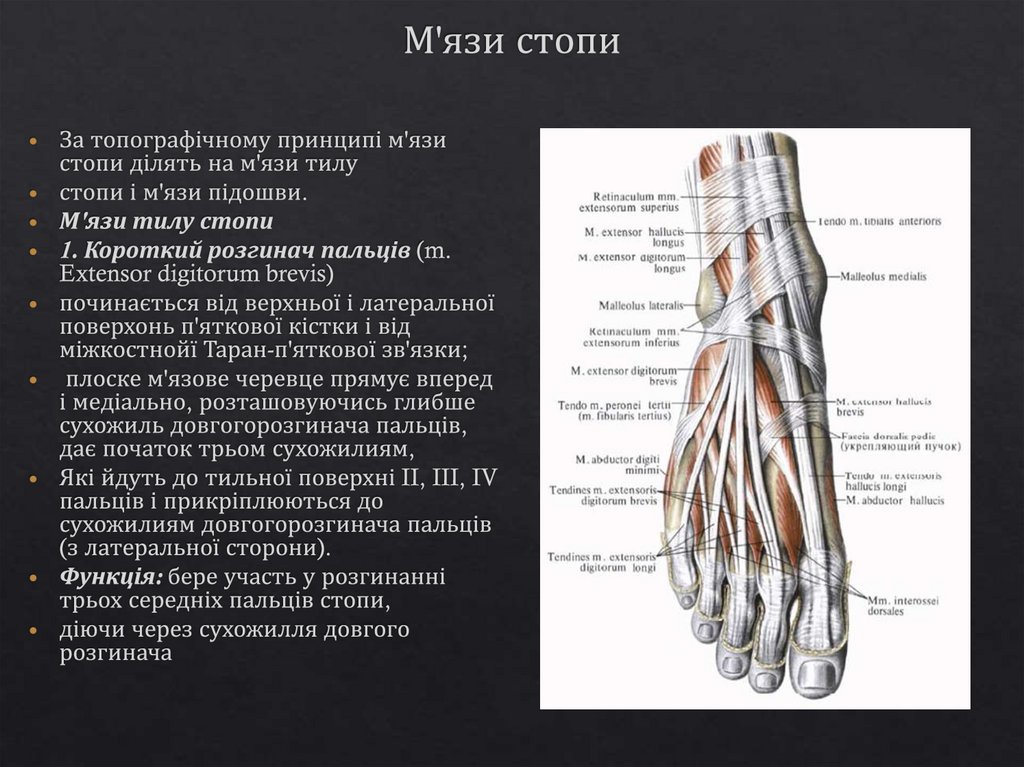 М'язи стопи
