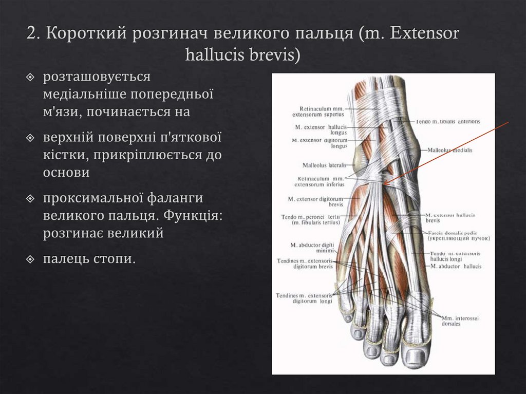 2. Короткий розгинач великого пальця (m. Extensor hallucis brevis)