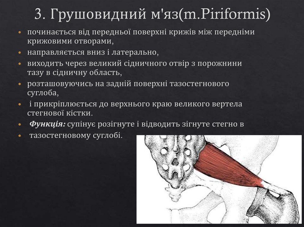 3. Грушовидний м'яз(m.Piriformis)