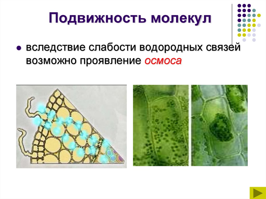 Подвижность молекул