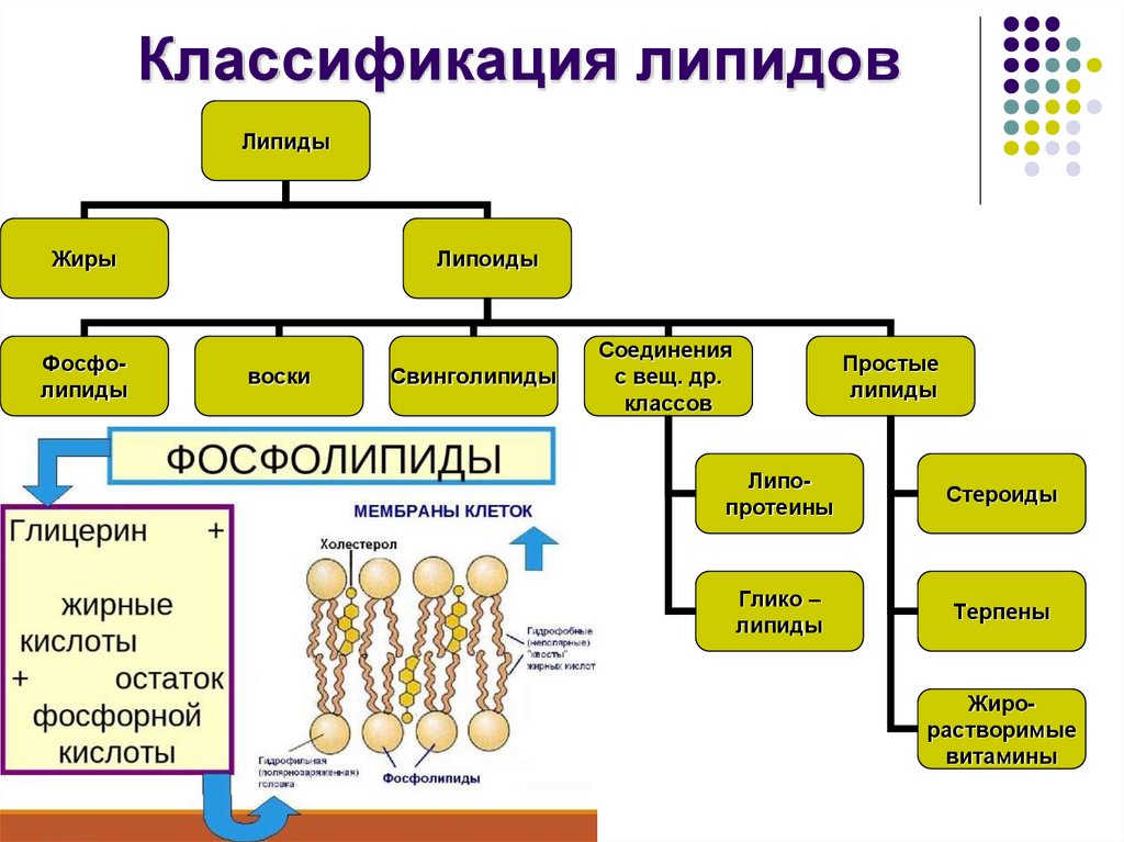 Классификация липидов
