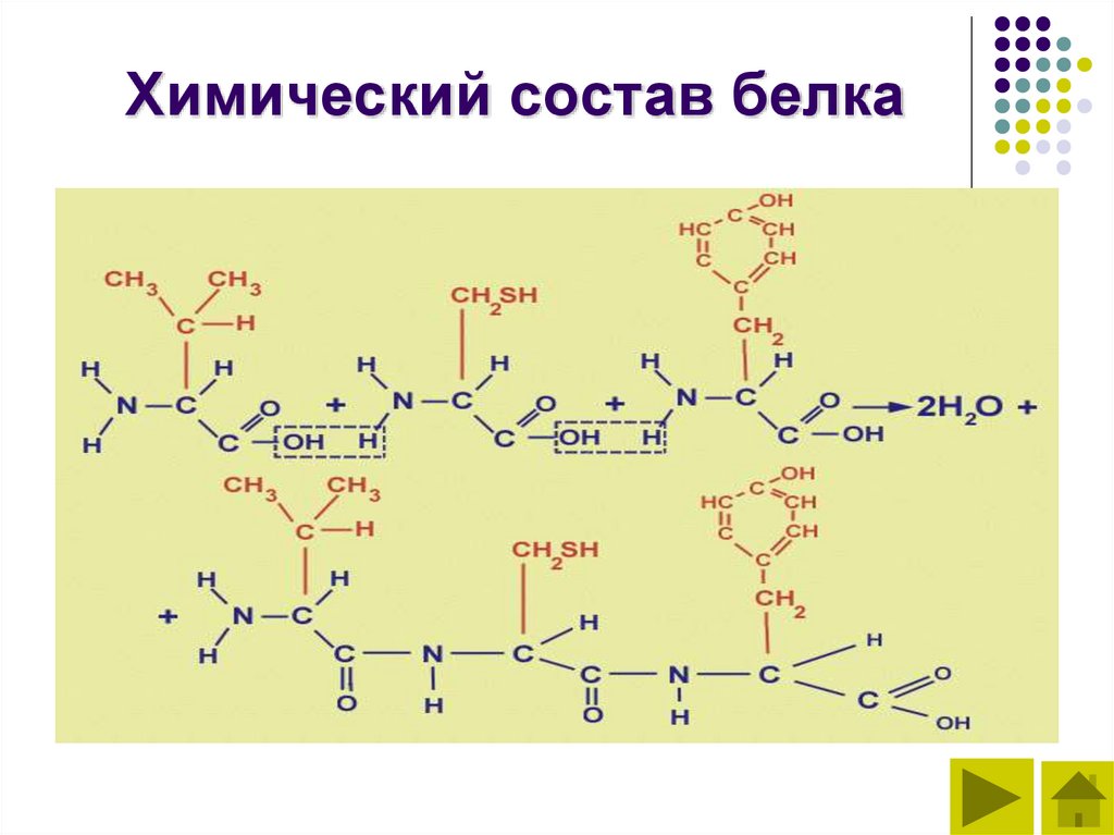 Химический состав белка