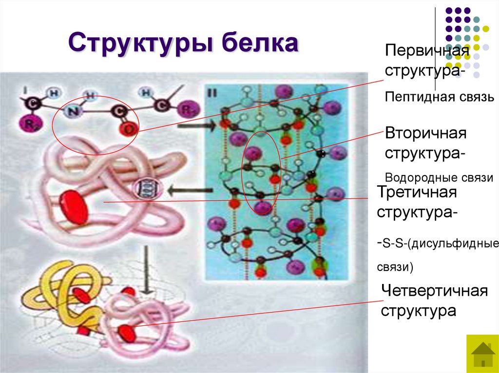 Структуры белка