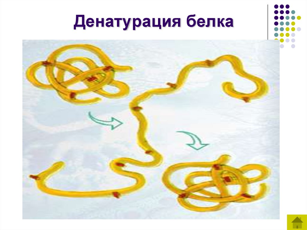 Денатурация белка