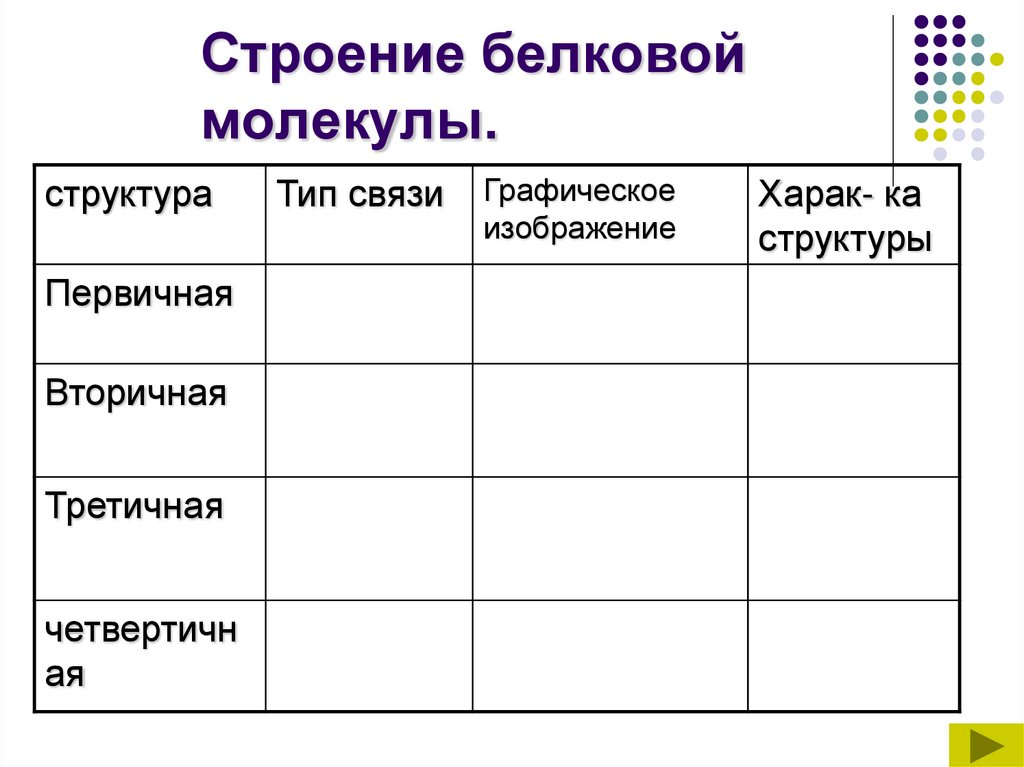 Строение белковой молекулы.
