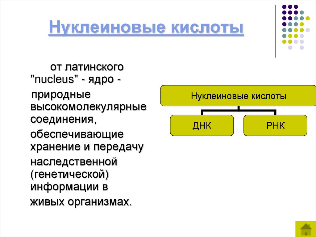 Нуклеиновые кислоты