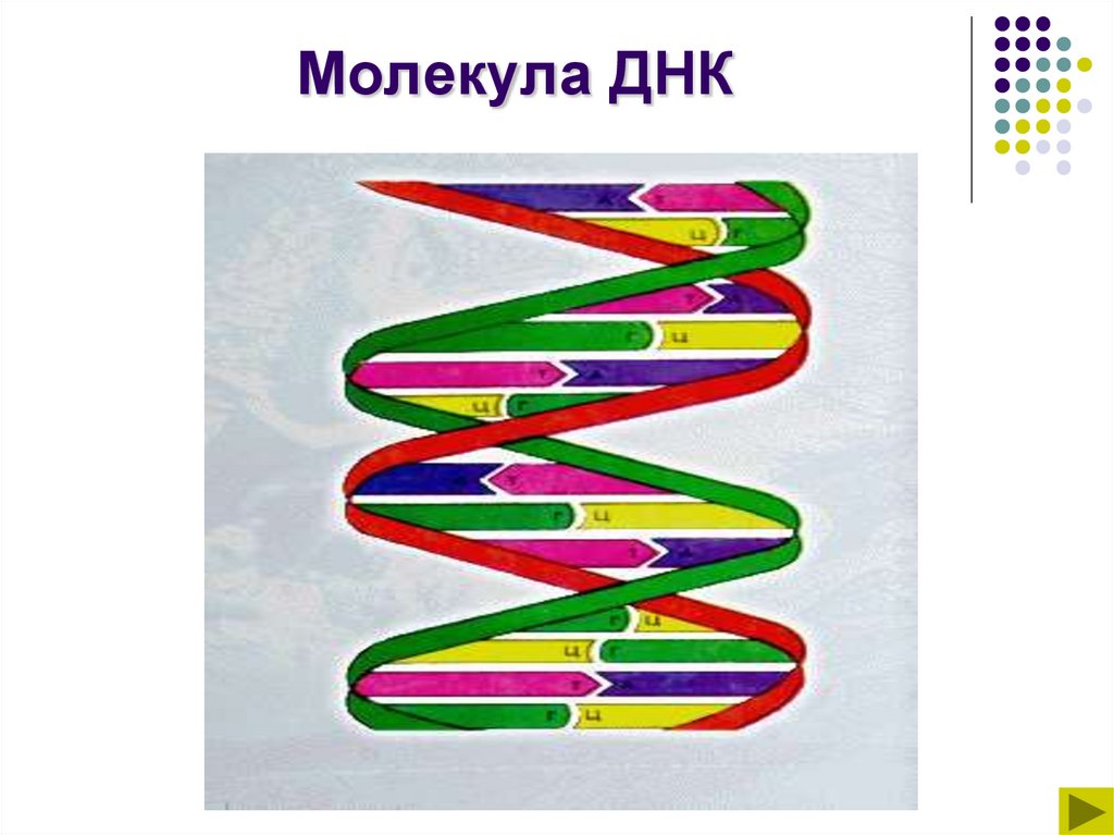 Молекула ДНК