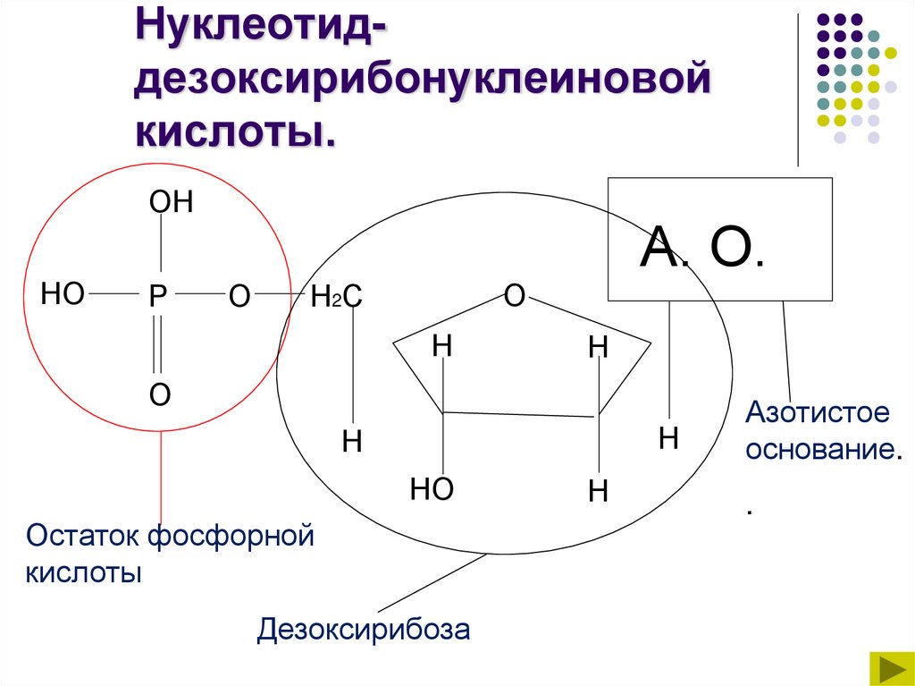 Нуклеотид- дезоксирибонуклеиновой кислоты.