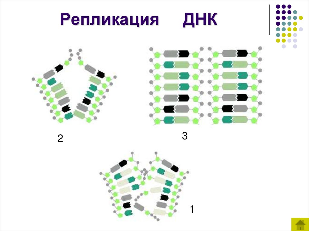Репликация ДНК